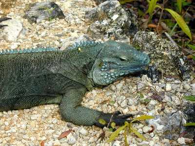 Another Iguana